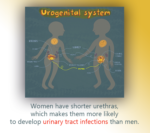 Illustration of urogenital system. Women have shorter urethras, which makes them more likely to develop urinary tract infections than men.