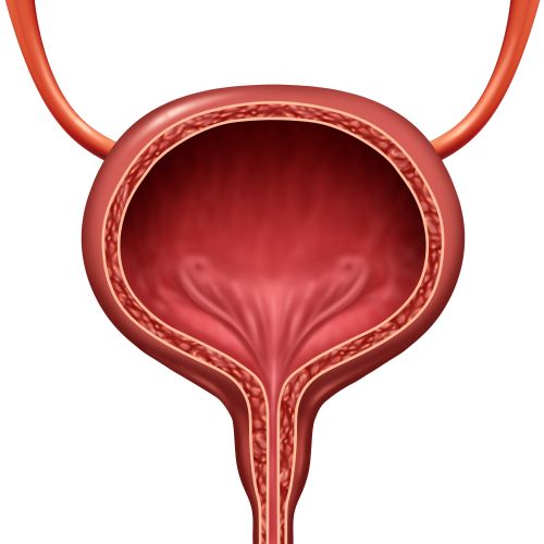 Cross section of a bladder
