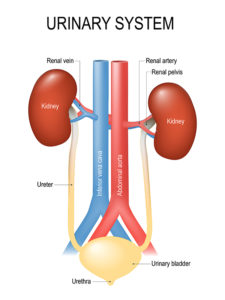 Urinary system anatomy. Close-up of human Kidneys with Urinary bladder, Ureter, Inferior vena cava, Abdominal aorta and Urethra.